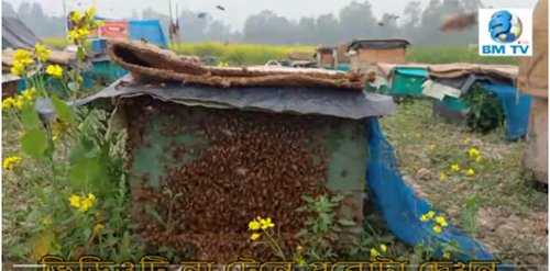 বাস্তবের রাজা-রাণীর মতোই জীবন তাদের