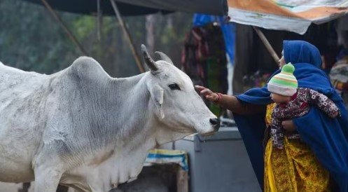 গোবর-গোমূত্র থেকে শ্যাম্পু ও দাঁতের মাজন